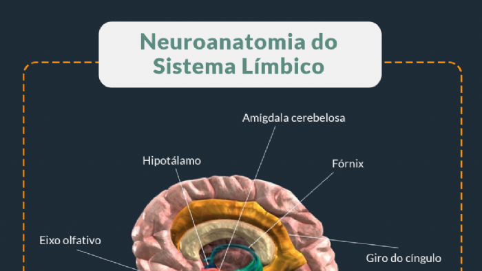 Imagem de ESCOLA DE POSTURA E OS ESTUDOS SOBRE O SISTEMA LMBICO E A POSTURA
